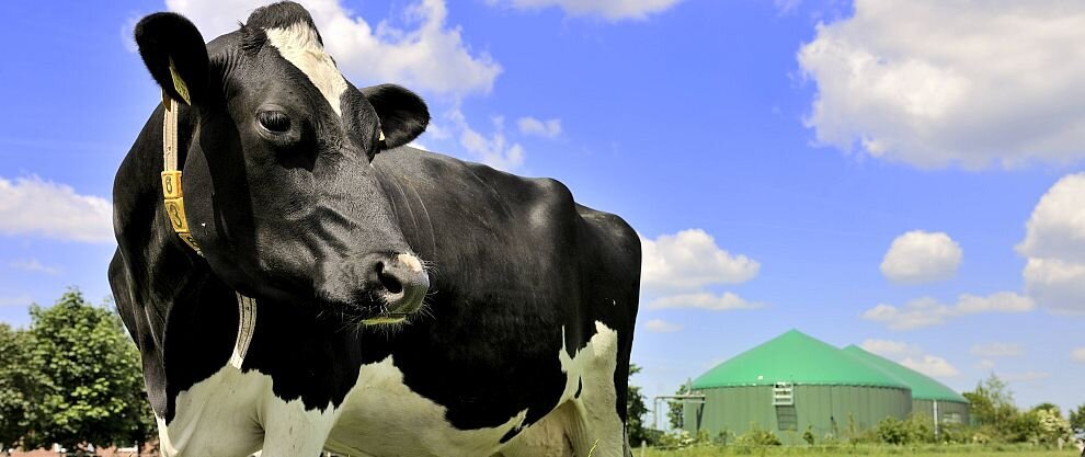 Kuh vor einer Biogasanlage