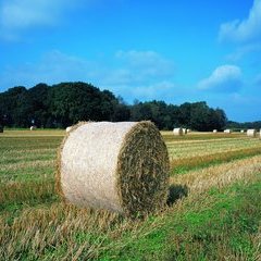 Feld mit Strohballen