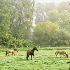 Freyersen Pferde